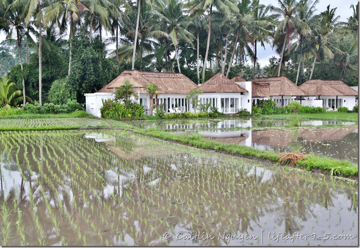 Rice Terrace Villa Ubud