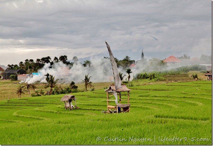 Bali - Canggu Rice Fields